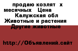 продаю козлят 2х месячных › Цена ­ 2 000 - Калужская обл. Животные и растения » Другие животные   